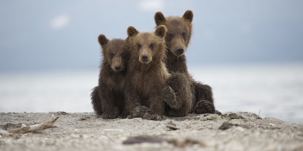 Во Владивостоке пройдет фотовыставка журнала National Geographic