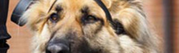 Полицейских собак оснастили видеокамерами