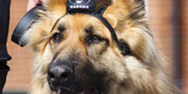 Полицейских собак оснастили видеокамерами