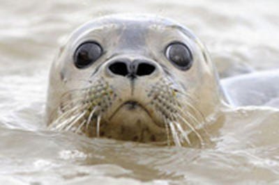 С начала года в США спасено рекордное количество детенышей тюленей 