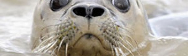 С начала года в США спасено рекордное количество детенышей тюленей 