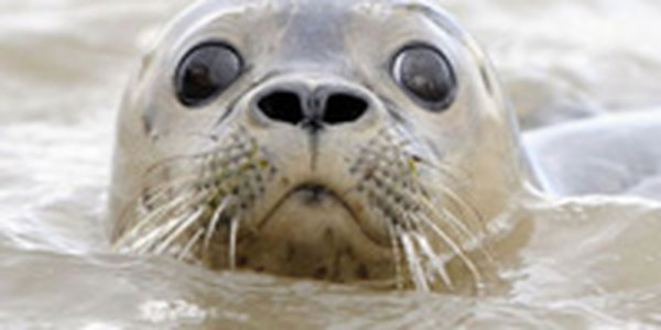 С начала года в США спасено рекордное количество детенышей тюленей 