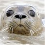 С начала года в США спасено рекордное количество детенышей тюленей 