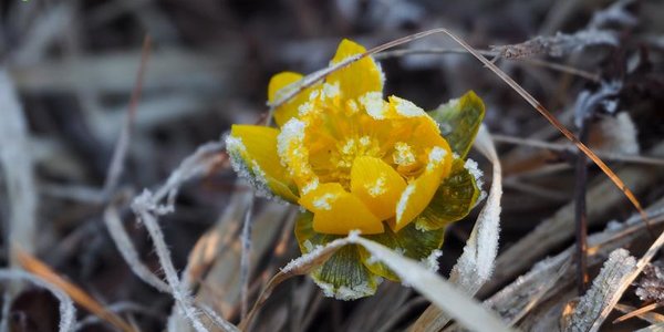 На следующей неделе в Приморье придёт весна