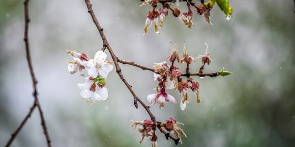 Вторая декада мая в Приморье выдалась холодной и дождливой