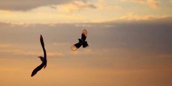 Чем дышал Владивосток с 12 по 20 мая?