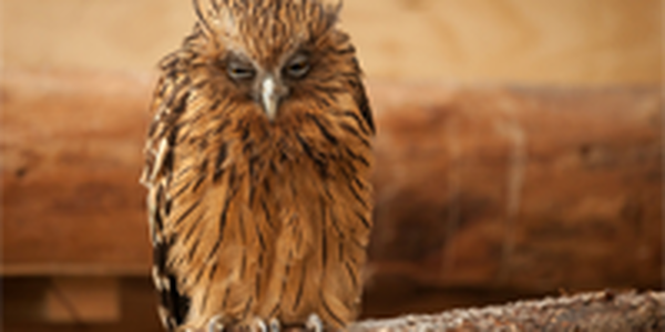 Большим совам нужны большие деревья