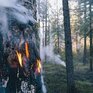 Внимание! 28 мая в Приморье сохранится 4 класс пожароопасности леса