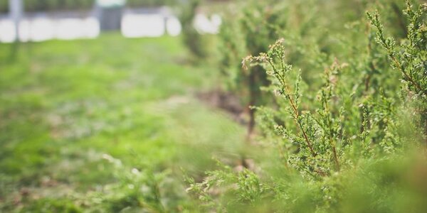 От жары до тумана с моросью: всё о погоде в Приморье на рабочей неделе