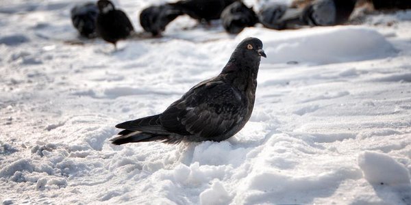 На 21 день весны в Приморье установился снежный покров