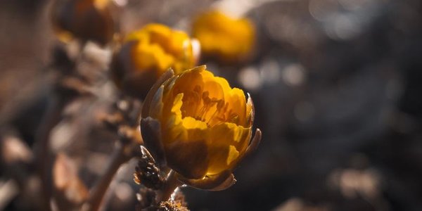 В субботу во Владивостоке возможен слабый снег, а затем вернётся тепло