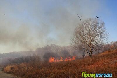 В Приморском крае увеличился уровень пожароопасности леса