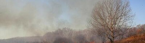 В Приморском крае увеличился уровень пожароопасности леса