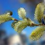 Весна в Приморье набирает темпы