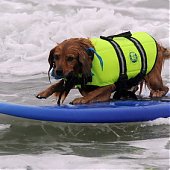 На гребне волны: Собаки-серфингисты(ФОТО)