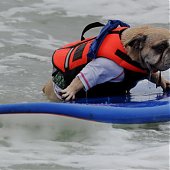 На гребне волны: Собаки-серфингисты(ФОТО)