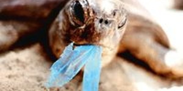 Бразилия намерена отказаться от пластиковых пакетов
