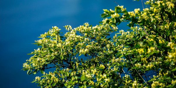 Несмотря на прошедшие в Приморье ливни, на реках края всё стабильно