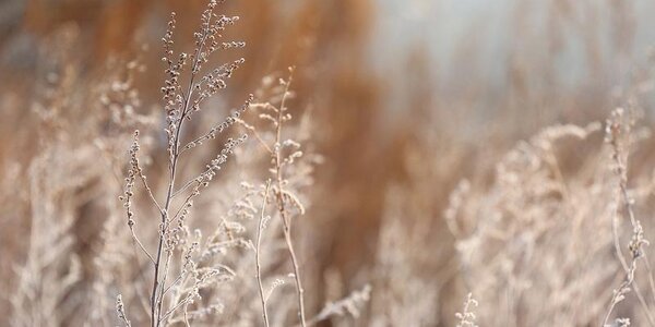 В последнюю неделю ноября приморцев ждут температурные качели