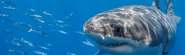 У берегов Сахалина могут появиться большие белые акулы