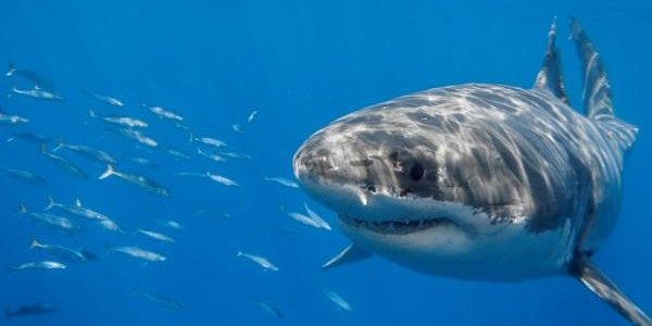 У берегов Сахалина могут появиться большие белые акулы