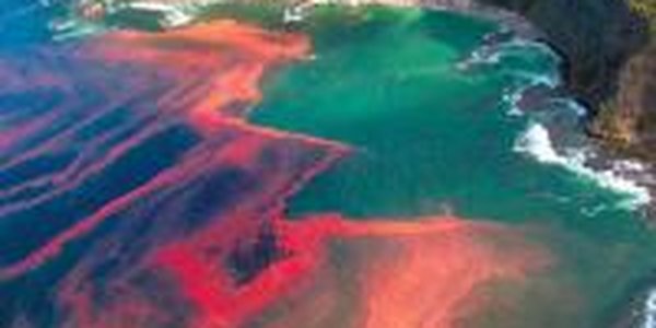 Морские обитатели прибрежных вод Китая отравлены химикатами