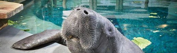Снути — самый старый ламантин в мире
