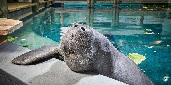 Снути — самый старый ламантин в мире