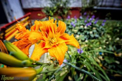 В последние выходные октября среднесуточная температура в Приморье превысила норму на 6 градусов