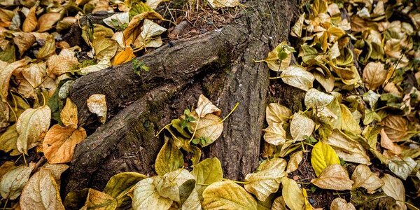 Синоптики дали подробный прогноз погоды на первую неделю ноября в Приморье