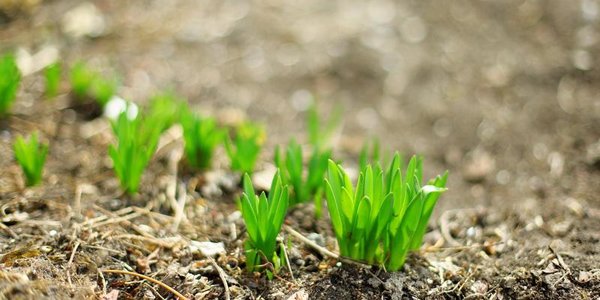 Весна приходит в Приморье: температурный фон продолжит повышаться