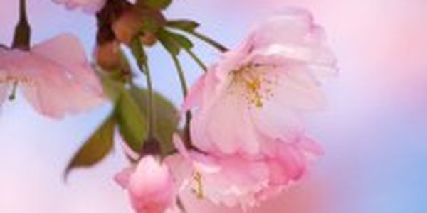 Из-за теплой погоды сакура в Токио расцвела на неделю раньше