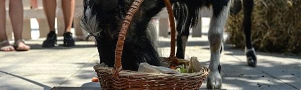 Козёл Тимур открыл в Москве Аллею славы