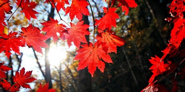 В выходные дни осень тепло улыбнётся Приморью