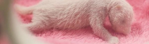 В Китае родились панды-близнецы (ФОТО)