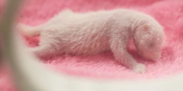 В Китае родились панды-близнецы (ФОТО)