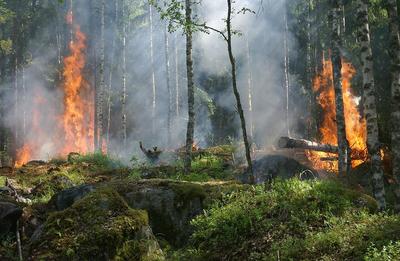 Ждать ли жителям Приморья лесных пожаров в этом году?