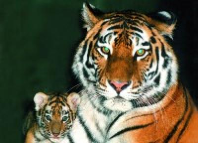 Еще три тигра в зоопарке Китае в опасности