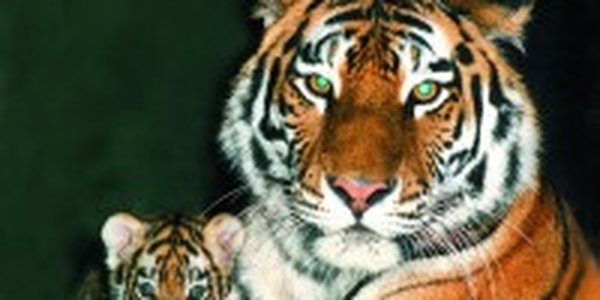 Еще три тигра в зоопарке Китае в опасности