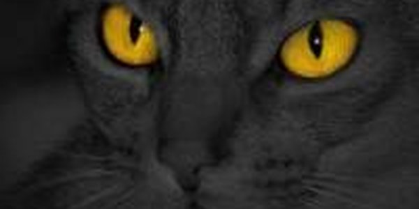 Еще одна порода кошек появилась в Таиланде