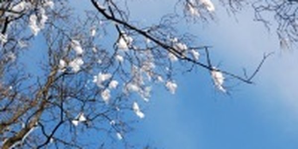 До конца рабочей недели в Приморье установится комфортная погода