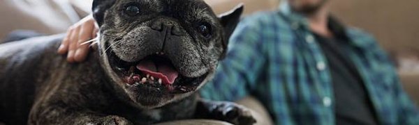 Учёные выяснили, что владельцы собак живут дольше других