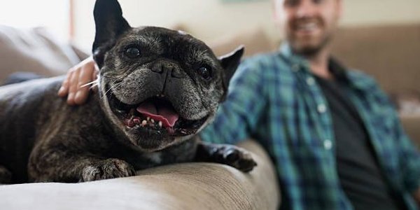 Учёные выяснили, что владельцы собак живут дольше других