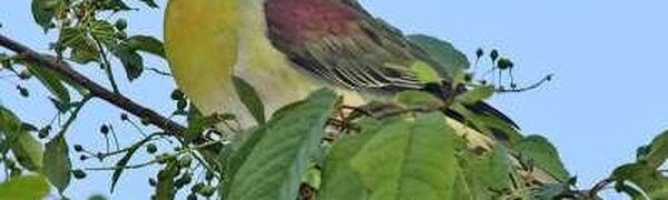 Зеленого голубя обнаружили в нацпарке Приморья