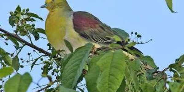 Зеленого голубя обнаружили в нацпарке Приморья