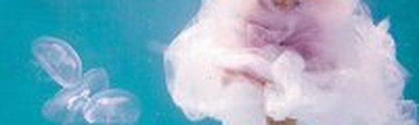 Социальная реклама: Трава глупая, не тратьте на нее столько воды!