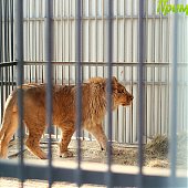Успеть на выходных: посетить зоопарк и помочь зверятам