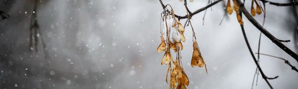 Тепло, местами снег: каким будет начало недели в Приморье
