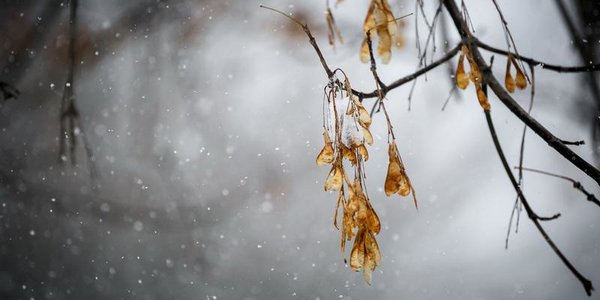 Тепло, местами снег: каким будет начало недели в Приморье