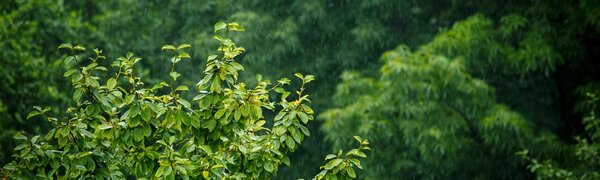 Дожди охватят всё Приморье: уточнение прогноза на 22 августа